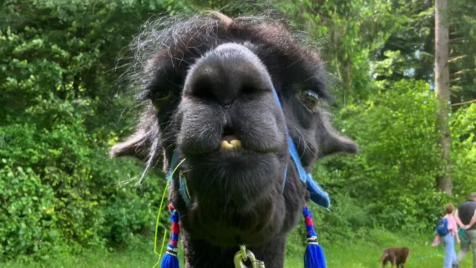 lama2 lama2