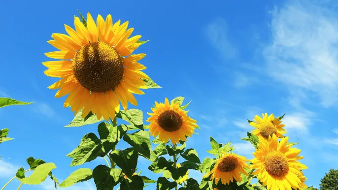 Sommer Sommer