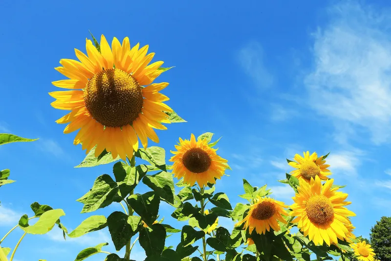 Sommer Sommer