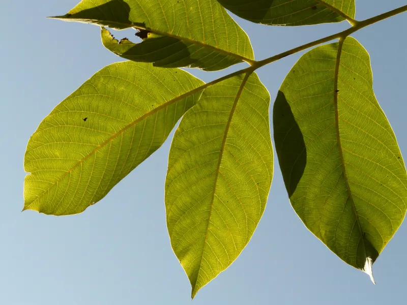 tree-branch-plant-sunlight-leaf-flower-1158649-pxhere.com tree-branch-plant-sunlight-leaf-flower-1158649-pxhere.com