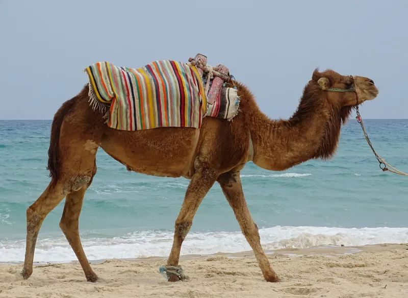 landscape-sea-water-sand-animal-travel-804694-pxhere.com landscape-sea-water-sand-animal-travel-804694-pxhere.com